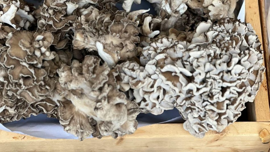 Hormone und Pilze: Mythos oder Realität?